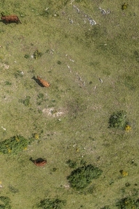 Aerial view cows grazing in lush green field France