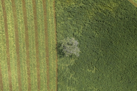 Aerial view from above lone tree in green hay field France