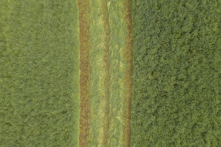 Aerial view harvested rows in green hay field France