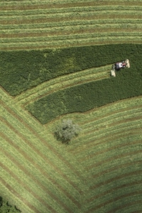 Aerial view tractor harvesting green hay field with lone tree France