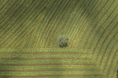 Aerial view lone tree among rows of harvested green hay in agricultural field France