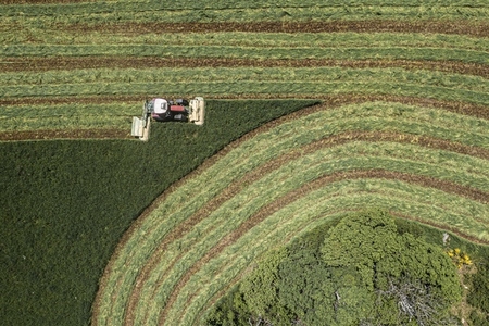 Tractor harvesting rows in green hay crop France