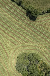 Aerial view harvested green hay field rows Auvergne France