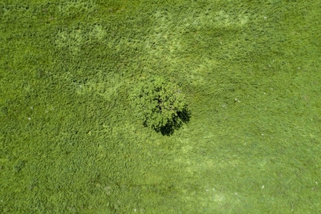 Aerial view lone tree in sunny green field Auvergne France