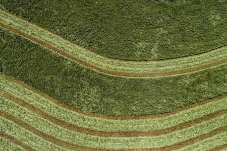 Aerial view from above harvested green rows in hay crop France