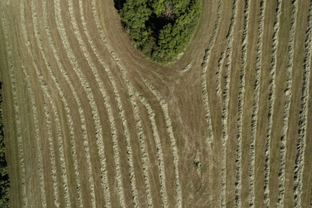 Aerial view harvested rows of hay forming striped pattern in crop Germany