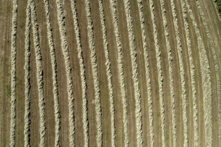Aerial view sunny harvested hay in rows forming stripe pattern in crop Germany
