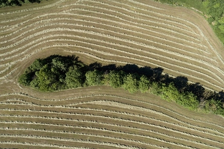 Aerial view row of trees dividing sunny hay crop Baden Wuerttemberg Germany