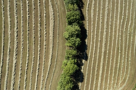 Aerial view trees dividing sunny hay crop Baden Wuerttemberg Germany