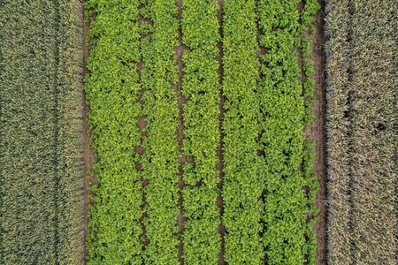Aerial view rows of green crops outlined by contrasting crops Germany