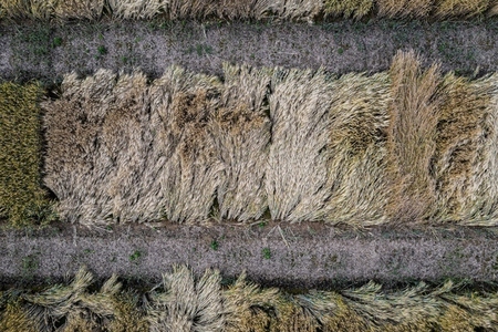 Aerial drone POV brown textured hay crop in agricultural field