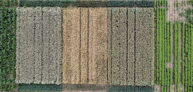 Aerial drone POV contrasting crop patches forming pattern in agricultural field