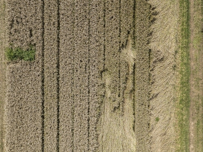 Aerial drone POV brown hay crop in agricultural field