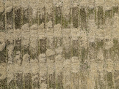 Aerial drone POV brown hay crop forming pattern in agricultural field