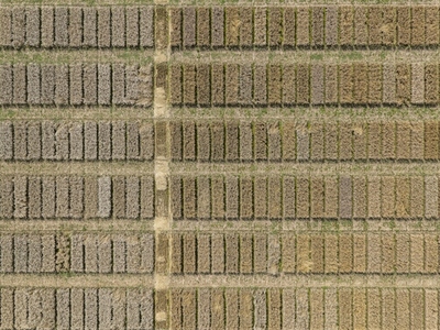 Aerial drone POV brown rectangular patches forming pattern in rural field
