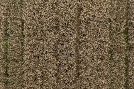 Aerial drone POV brown textured agricultural crop