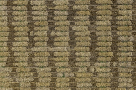 Aerial drone POV brown patches forming pattern in farm hay field