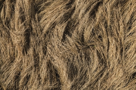 Textured golden brown hay crop