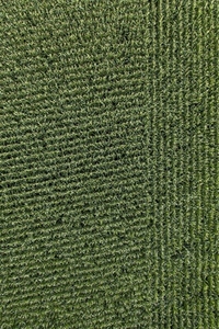 Aerial drone POV green wheat plants in rows forming pattern in agricultural field