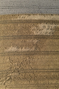 Aerial drone POV stripes in brown hay crop