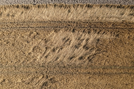 Aerial drone POV golden brown wheat crop