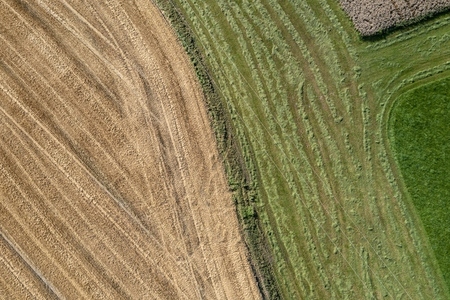 Aerial drone POV contrasted brown and green agricultural crops