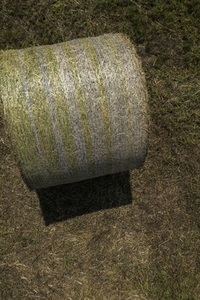 Harvested rolled green hay bale