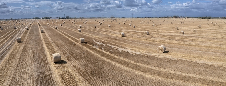 Harvested rolled hay bales in sunny rural field