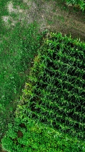 Aerial drone POV vibrant green agricultural crop