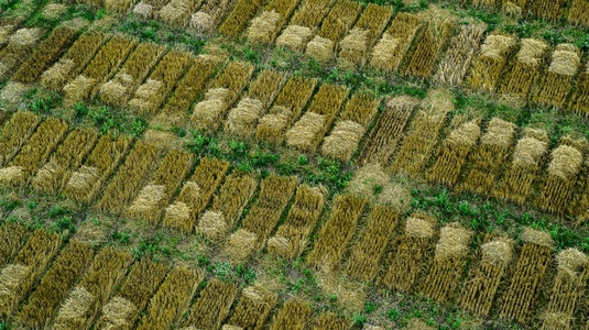 Aerial drone POV green and brown crop patches forming pattern in agricultural field
