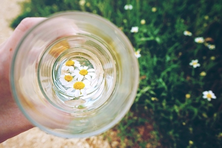 Camomile flowers in a glass of pure water