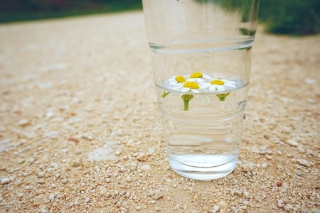 Camomile flowers in a glass of pure water