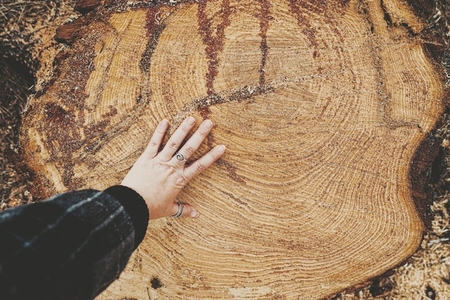 Cut pine log in natural outdoors scene