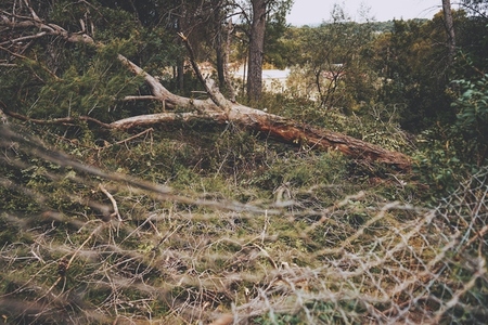 Cut pine log in natural outdoors scene