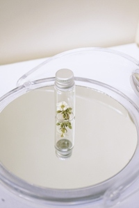 Little plant inside of a little bottle over a mirror