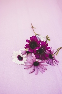 Boquet of wild beautiful flowers in purple and pink tones