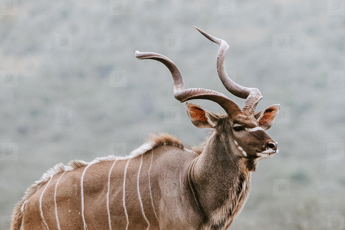 Male Kudu stock photo (255970) - YouWorkForThem