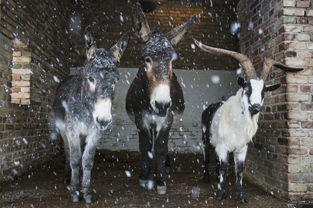 Portrait donkeys and goat taking shelter from snow in barn