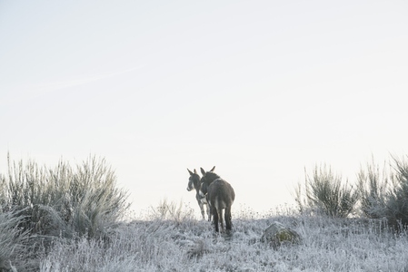 Donkeys in snowy cold winter pasture