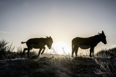 Silhouetted donkeys in sunny rural winter pasture at sunrise