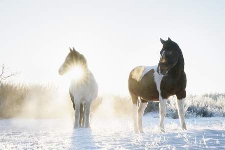 Beautiful horses in sunny snowy winter field at sunrise