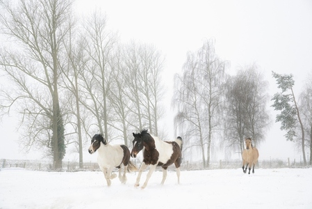 Horses running in snowy winter pasture with trees