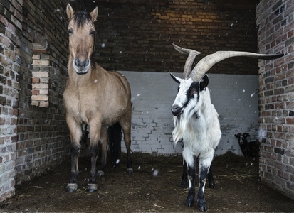 Portrait horse and goat taking shelter from snow in barn