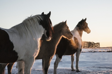 Beautiful Paint Horses standing in snowy winter pasture at sunset