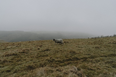 Sheep walking in foggy tranquil hill landscape