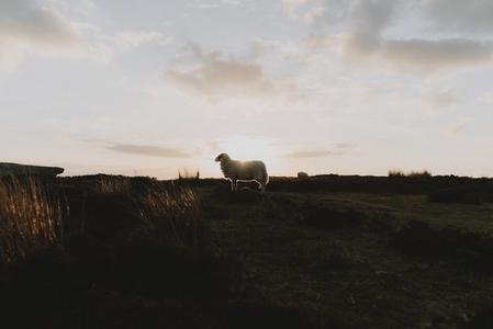 Sunset behind sheep standing in tranquil