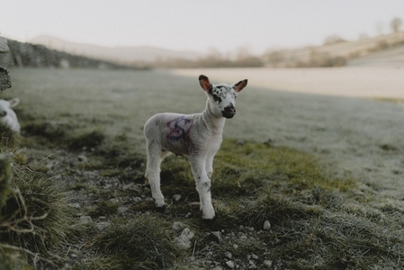 Portrait cute lamb standing in rural field