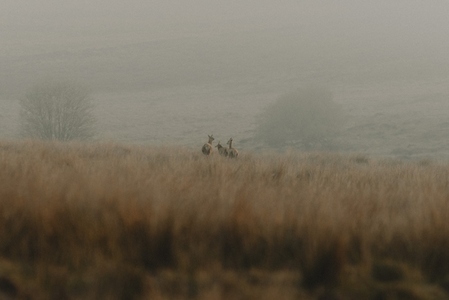 Deer in tranquil remote landscape