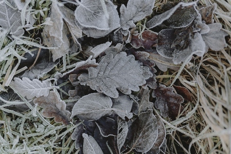 Close up beautiful frost covered leaves