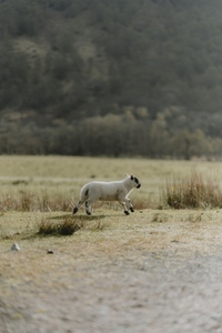 Lamb running in rural field Glen Nevis Scottish Highlands Scotland